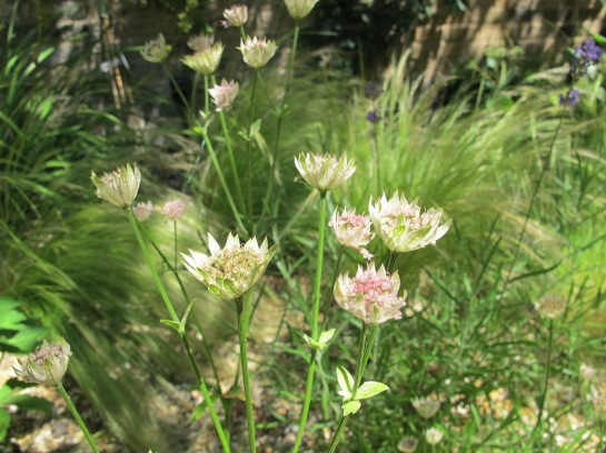 Beautiful Astrantia and  Stipa Tenuissima grass, planted in gravel. Primrose Hill garden